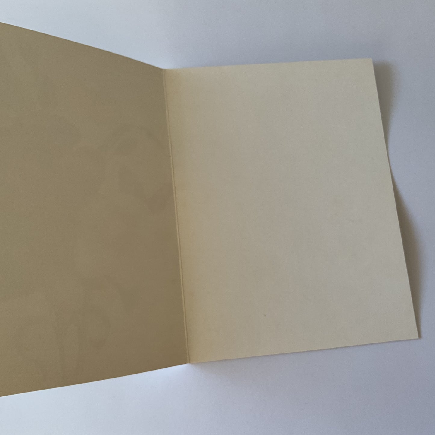 Redoute Rose blank greeting card with matching envelope, "A Study of Hellebore"