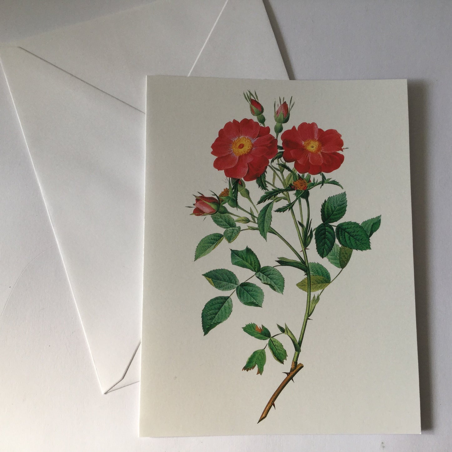 Redoute Rose blank greeting card with envelope, "Queen Elisabeth's Sweetbriar"