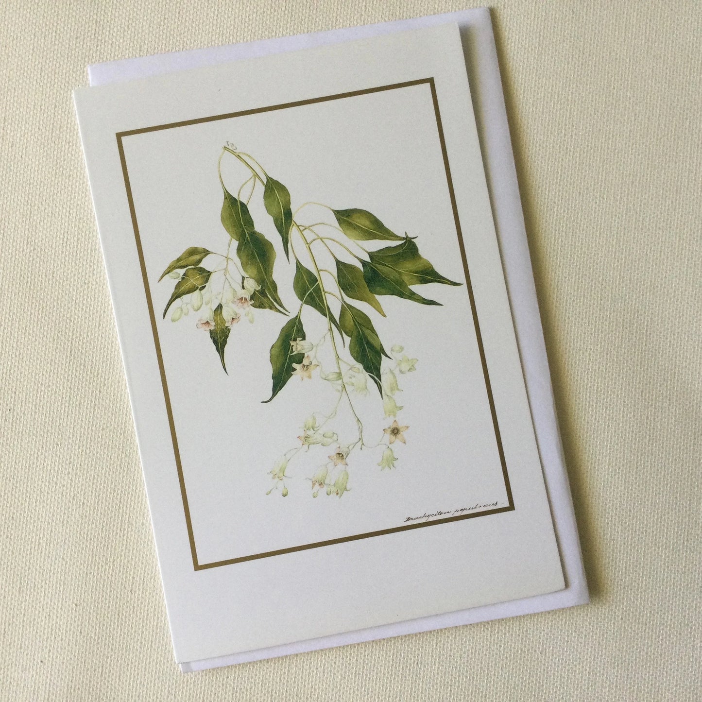 Pretty flower art blank greeting card with matching envelope, Kurrajong by Adam Forster 1921, vintage painting gifts, scrapbooking, collage
