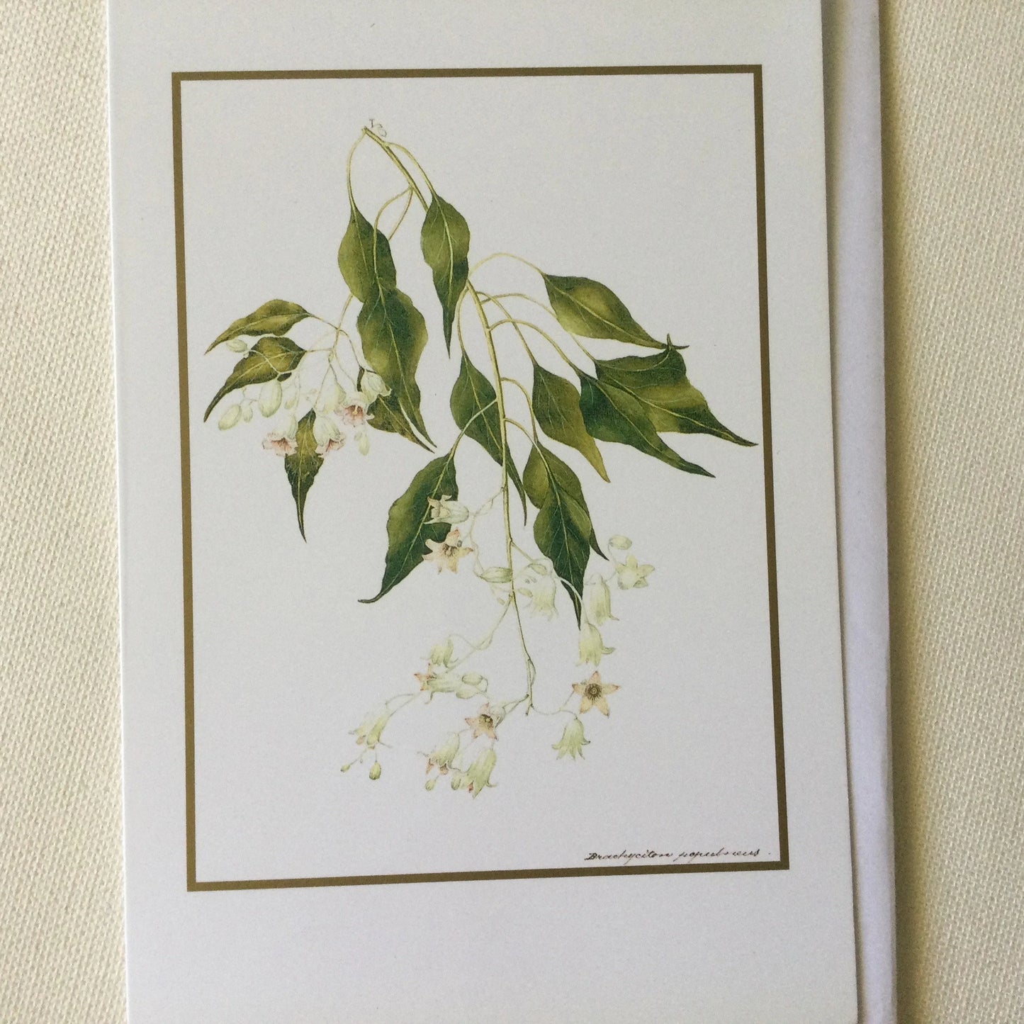 Pretty flower art blank greeting card with matching envelope, Kurrajong by Adam Forster 1921, vintage painting gifts, scrapbooking, collage