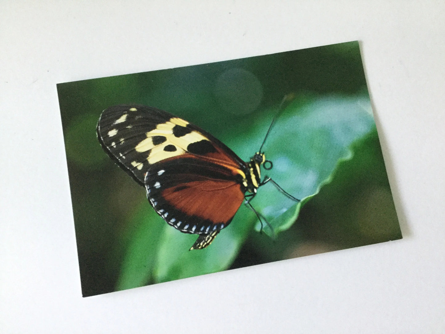Postcard - Brown Longwing Butterfly - Butterfly House in Chesterfield Missouri - unused card, snail mail, travel USA, butterflies